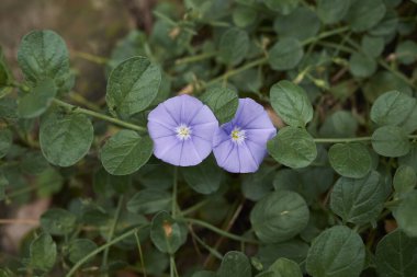 Convolvulus Sabatius, yaklaşın.