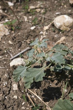 Chrozophora tinctoria fabrikasını kapatın.