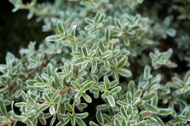 Coprosma kirkii varyete şubesini kapatın.