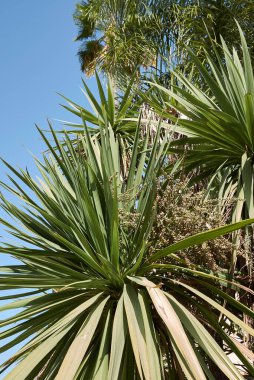 meyve Cordyline australis ağacına yakın