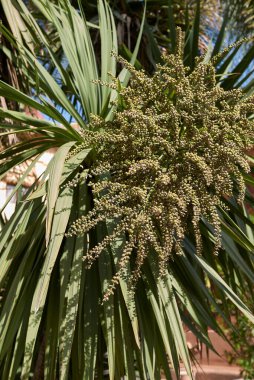 meyve Cordyline australis ağacına yakın