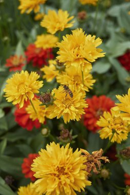 Koreopsis görkemli bitkisinin sarı çiçeği