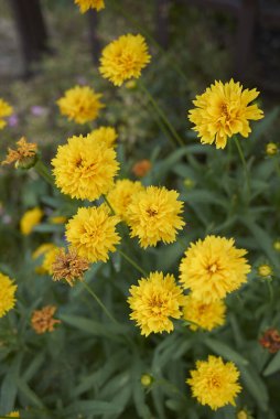 Koreopsis 'in sarı çiçekleri çiçek tarhında