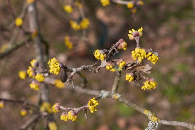 Cornus mas çalılarının sarı çiçekleri