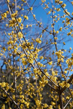 Cornus mas çalılarının sarı çiçekleri