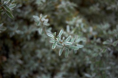 Coprosma kirkii varyete çalısı yakından