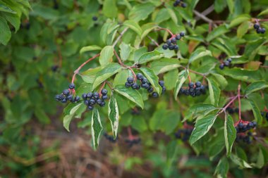 Mavi meyveli Cornus sanginea