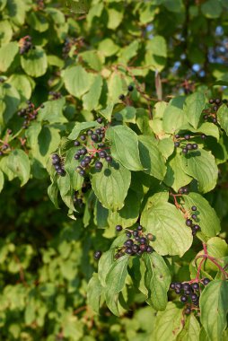 Cornus sanguinea çalılığının siyah meyveli dalı