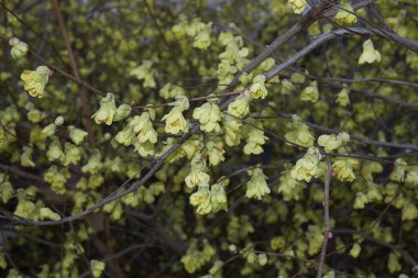 Corylopsis pauciflora çalılığının sarı çiçekleri