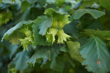 Corylus avellana Görünümü