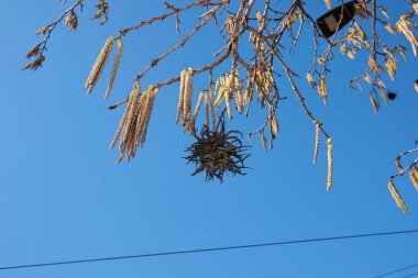 Corylus colurna bitkisinin görüntüsü