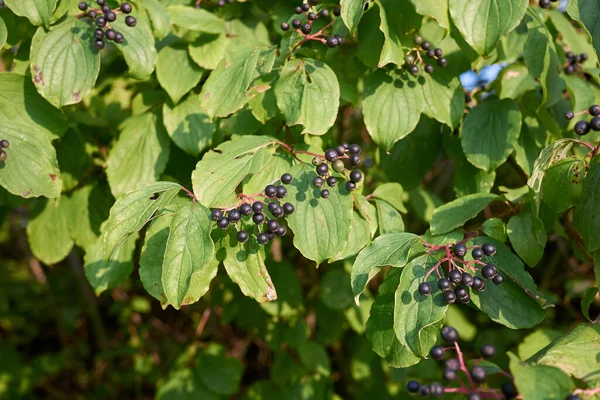 branch with black fruit of Cornus sanguinea shrub