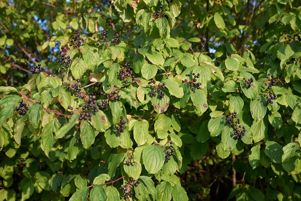 branch with black fruit of Cornus sanguinea shrub