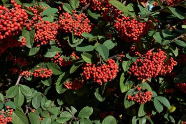 Kırmızı meyveli Cotoneaster yatay şubesi