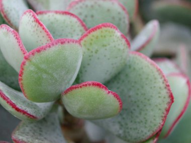 Kırlangıç ağaçlarının yeşil ve kırmızı yaprakları