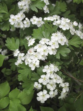 Crataegus monogyna görünümü