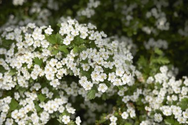 Crataegus monogyna görünümü