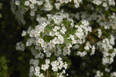 Crataegus monogyna görünümü