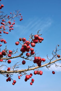Kırmızı meyveli Crataegus monogyna dalı