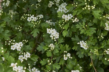 Crataegus monogyna beyaz çiçek