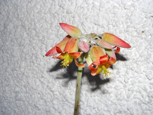 Cotyledon orbiculata succulent plant with orange flowers