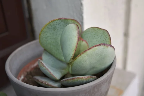 Crassula saksıda ağaç kesiyor.