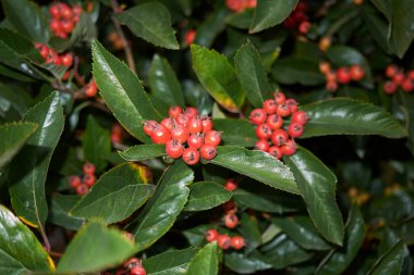 Crataegus böğürtlenli prunifolia dalı
