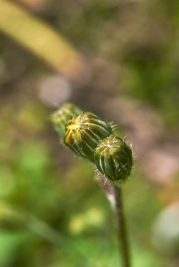 Crepis sancta sarı çiçekler ve yeşil yapraklar