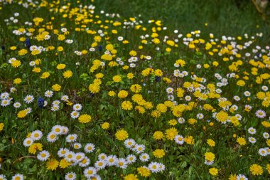Crepis sancta sarı çiçekler ve yeşil yapraklar
