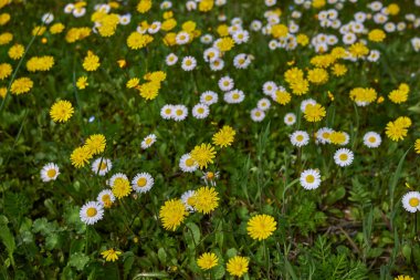 Crepis sancta sarı çiçekler ve yeşil yapraklar