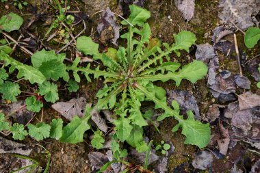 Crepis sancta sarı çiçekler ve yeşil yapraklar