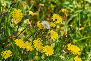 Crepis sancta sarı çiçekler ve yeşil yapraklar