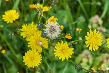 Crepis sancta sarı çiçekler ve yeşil yapraklar