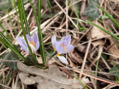 Crocus biflorus kış çiçekleri