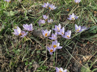 Crocus biflorus kış çiçekleri