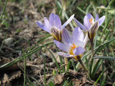 Crocus biflorus kış çiçekleri