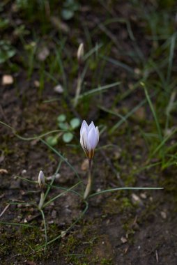 Crocus biflorus kış çiçekleri