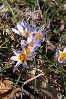 İlkbaharın başlarında Crocus biflorus 'un leylak çiçeği