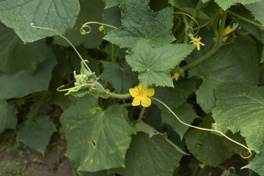 Salatalık sotesi. Yakın çekim.