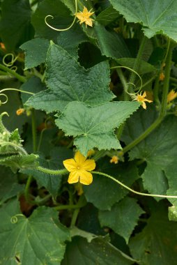 Salatalık sotesi. Yakın çekim.