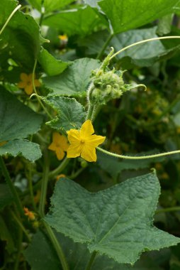Salatalık sotesi. Yakın çekim.