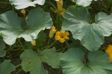 Cucurbita maxima bitkisinin görüntüsü