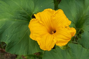 kabak portakalı çiçeği.