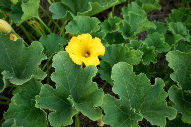 Cucurbita maxima bitkileri çiçek açtı.