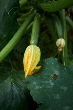 Cucurbita bitkisinin manzarası