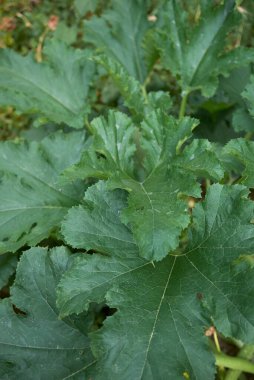 Cucurbita pepo yaprakları yakındır.