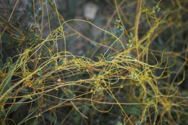 Cuscuta kamp manzarası 