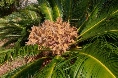 Cycas revoluta fabrikasını kapatın.