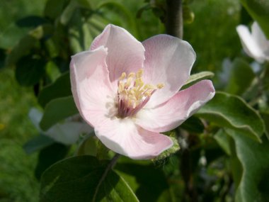Cydonia oblonga ağacının pembe çiçeği