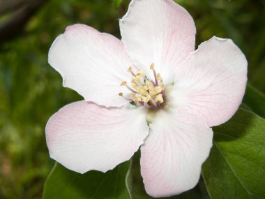 Cydonia oblonga ağacının pembe çiçeği